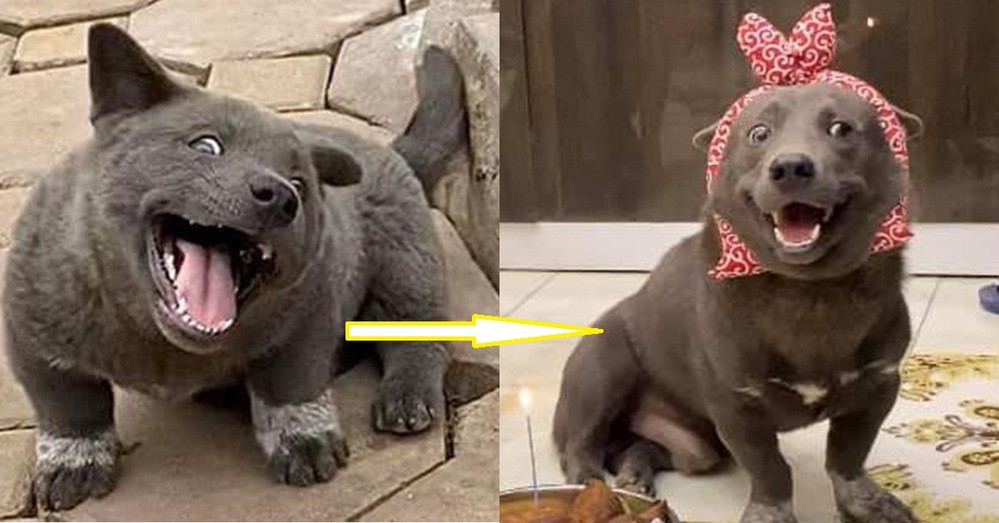 Thay bằng những nét ngây thơ đáng yêu hồi còn nhỏ, Dúi giờ đây gây chú ý bởi vẻ mặt khó ở cùng những cú lườm liếc của mình.