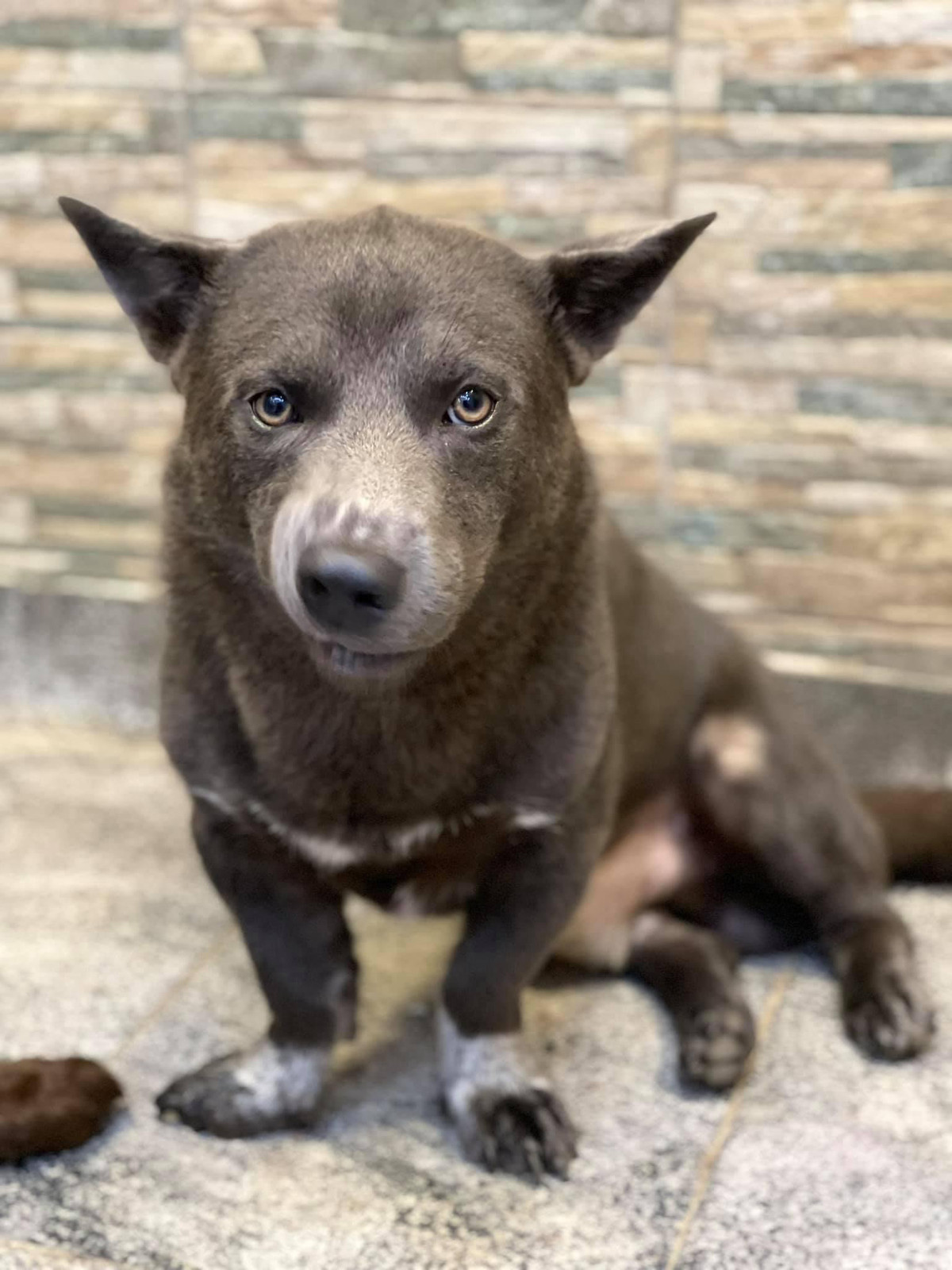 Được biết, trong số 5 đứa con của Dúi thì có "cậu cả" được nhận xét giống y hệt Dúi, 4 chú chó còn lại mang gen mẹ. Thế nhưng tính cách của chúng đều có phần "ngáo ngơ", lấc cấc giống bố nó là Dúi.