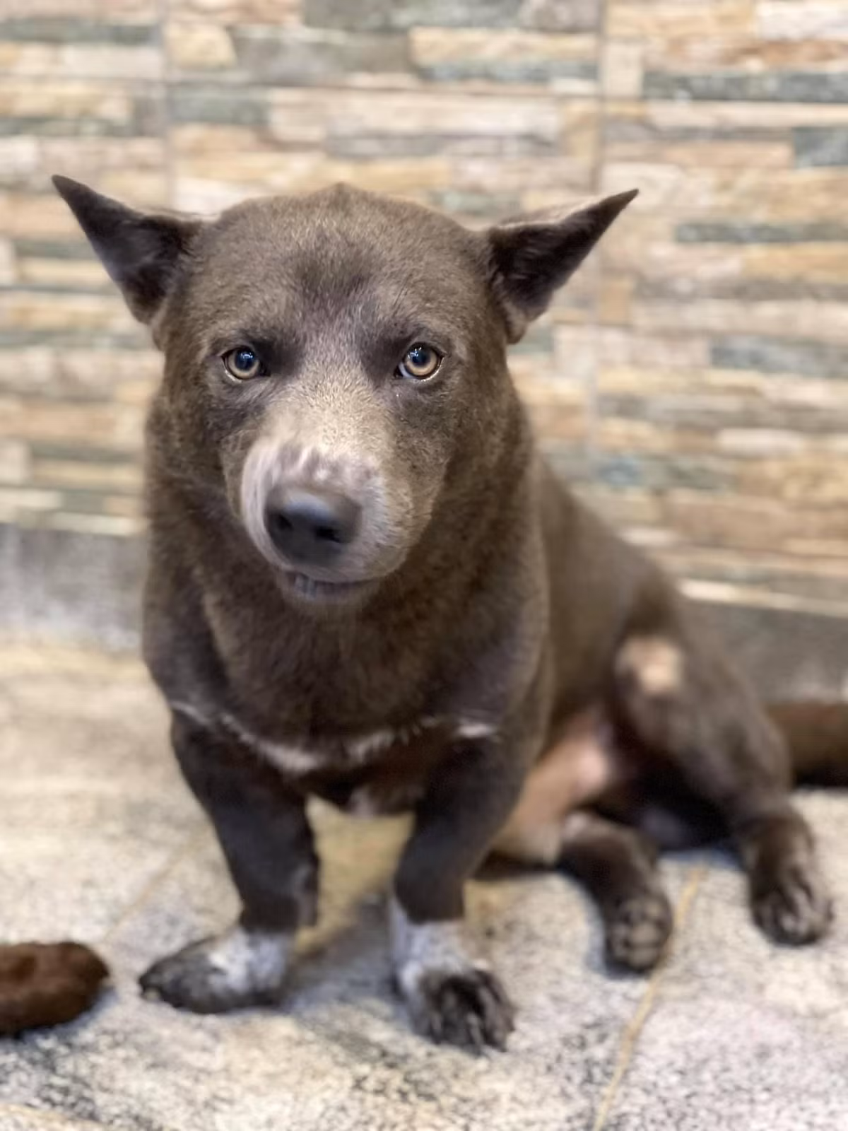 Được biết, trong số 5 đứa con của Dúi thì có "cậu cả" được nhận xét giống y hệt Dúi, 4 chú chó còn lại mang gen mẹ. Thế nhưng tính cách của chúng đều có phần "ngáo ngơ", lấc cấc giống bố nó là Dúi.