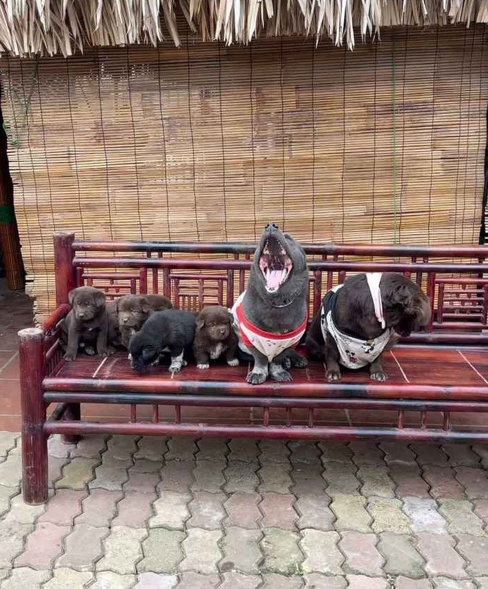 Tại thời điểm đó, bất cứ khoảnh khắc nào của Dúi được chủ nhân đăng lên MXH đều gây bão và lan truyền chóng mặt.