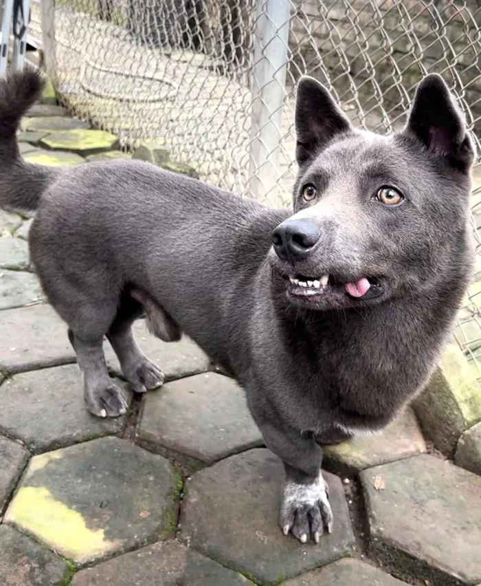 Idol mắt lé Dúi có hẳn một trang fanpage với gần 250 nghìn người theo dõi và mỗi bài đăng đều trung bình có vài nghìn lượt tương tác.