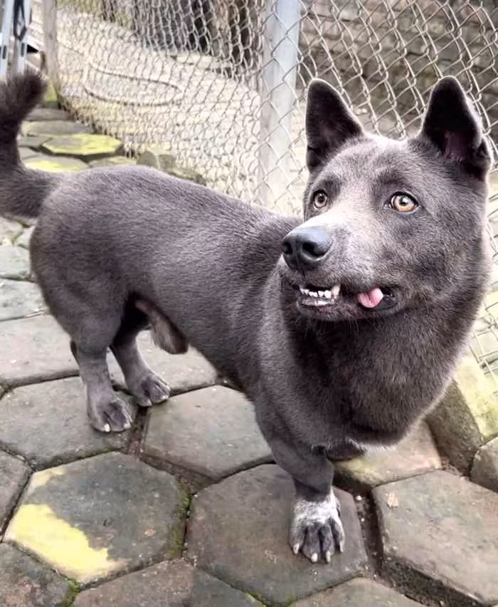 Idol mắt lé Dúi có hẳn một trang fanpage với gần 250 nghìn người theo dõi và mỗi bài đăng đều trung bình có vài nghìn lượt tương tác.