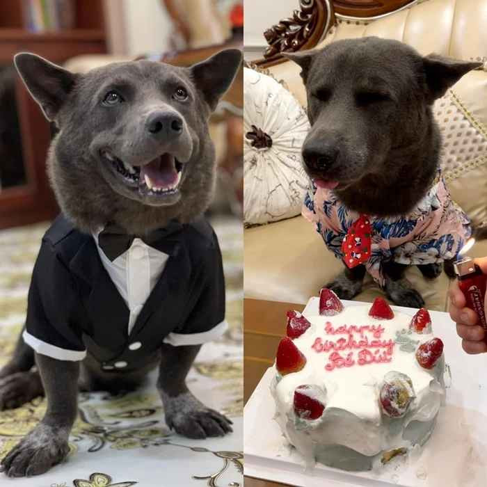 Sau một thời gian, dù không còn xuất hiện với tần suất dày đặc trên các trang tin nhưng Dúi vẫn luôn khiến nhiều người thích thú.