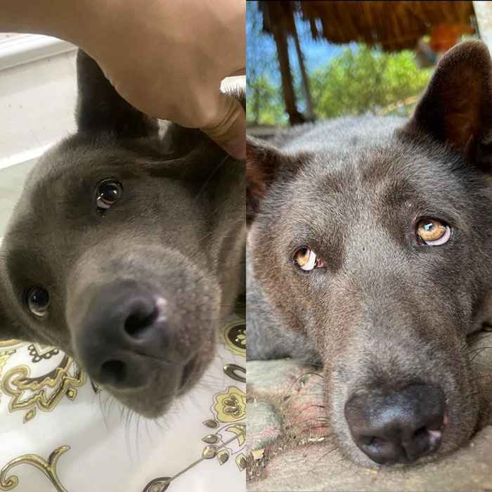 Dù không biết nói hay biểu diễn xiếc nhưng với vẻ ngoài dễ thương, biểu cảm độc đáo, vui vẻ, nghịch ngợm, Dúi đã làm xiêu lòng không chỉ những người yêu mến động vật.