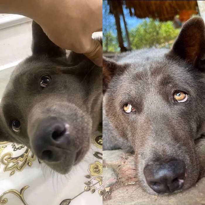 Dù không biết nói hay biểu diễn xiếc nhưng với vẻ ngoài dễ thương, biểu cảm độc đáo, vui vẻ, nghịch ngợm, Dúi đã làm xiêu lòng không chỉ những người yêu mến động vật.