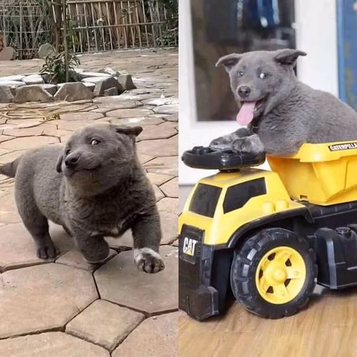 Với vẻ ngoài siêu dễ thương, vui vẻ và có chút “ngáo ngơ”, idol Nguyễn Văn Dúi không chỉ khiến netizen Việt yêu mến mà nhiều dân mạng quốc tế cũng dành những tình cảm yêu mến, thậm chí phát cuồng vì chú chó này.