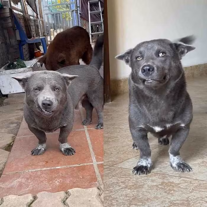 Vào hồi đầu năm nay, Nguyễn Văn Dúi khiến dân mạng chú ý khi được chủ nhân khoe bức ảnh chụp cùng bên vợ và đàn con nhỏ của mình.