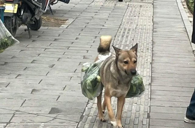 Mỗi ngày, cứ đến giờ trưa là anh bạn 4 chân này không quên nhiệm vụ của mình. Đợi bà chủ cho thức ăn vào hộp, gói trong túi vải rồi chú chó sẽ chạy một mạch ra ruộng, nơi ông chủ đang làm việc vất vả.