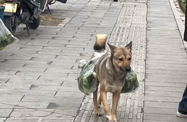 Mỗi ngày, cứ đến giờ trưa là anh bạn 4 chân này không quên nhiệm vụ của mình. Đợi bà chủ cho thức ăn vào hộp, gói trong túi vải rồi chú chó sẽ chạy một mạch ra ruộng, nơi ông chủ đang làm việc vất vả.