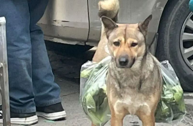 Hình ảnh chú chó với vẻ mặt “hớn hở” đi đưa cơm trên cánh đồng giữa trưa nắng đã thu hút được nhiều sự chú ý từ cộng đồng mạng.