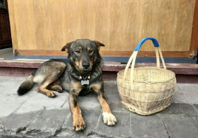 Trước đó, cộng đồng mạng cũng một phen xuýt xoa khi chú chó tên Mục Đồng rất khôn ngoan khi giúp ông chủ lớn tuổi, sống cô độc đi chợ mỗi ngày.