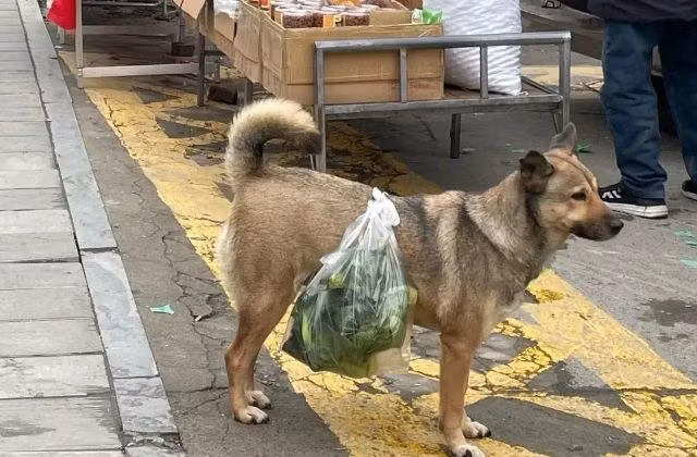 Chú chú khôn ngoan đến mức dù đang chơi ở đâu, cứ đúng giờ trưa là lon ton chạy về để làm “shipper”, không ngày nào để ông chủ phải đói bụng.