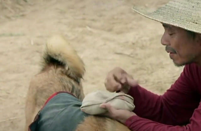 Chú chó được biết là thú nuôi của một đôi vợ chồng nông dân già. Người chồng cả ngày bận rộn việc đồng áng, không có thời gian về nhà ăn cơm. Vì vậy, chú chó đã được bà chủ giao một nhiệm vụ cao cả: Giao cơm trưa cho ông chủ.