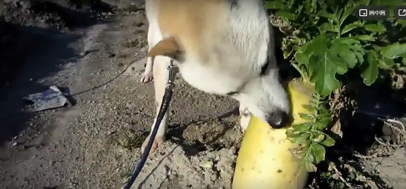 Theo trang Sohu, chú chó thông minh này thuộc giống chó săn Trung Quốc, hay còn gọi là chó điền viên, thường được nuôi ở vùng nông thôn với mục đích trông nhà, bảo vệ tài sản của gia chủ.