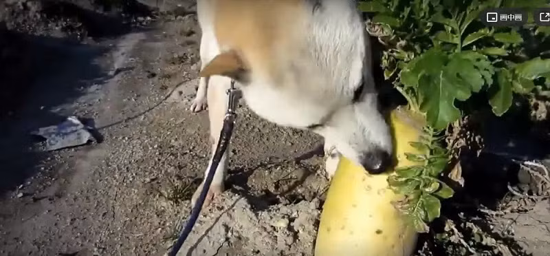 Theo trang Sohu, chú chó thông minh này thuộc giống chó săn Trung Quốc, hay còn gọi là chó điền viên, thường được nuôi ở vùng nông thôn với mục đích trông nhà, bảo vệ tài sản của gia chủ.