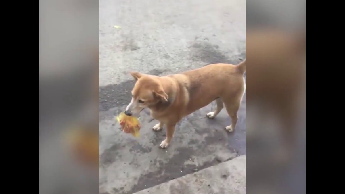 Trông thấy chú chó ăn rau củ ngon lành, không ít cư dân mạng bày tỏ sự thích thú. Đợi ông chủ ăn cơm xong, chú sẽ mang hộp cơm về lại nhà để bà chủ rửa dọn.