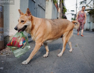 Do tuổi cao và không có người thân, ông lão nhờ chú chó của mình. Hằng ngày, người bạn 4 chân đi chợ giúp ông chủ, không bao giờ đi chơi la cà dọc đường.