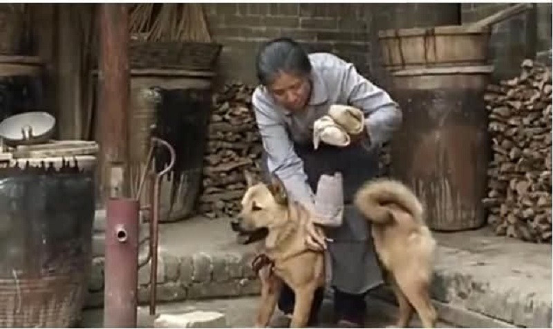 Điển hình như câu chuyện về chú chó điền viên mỗi ngày làm nhiệm vụ giao cơm cho chủ dưới đây sẽ khiến nhiều người thêm yêu quý những người bạn 4 chân này.