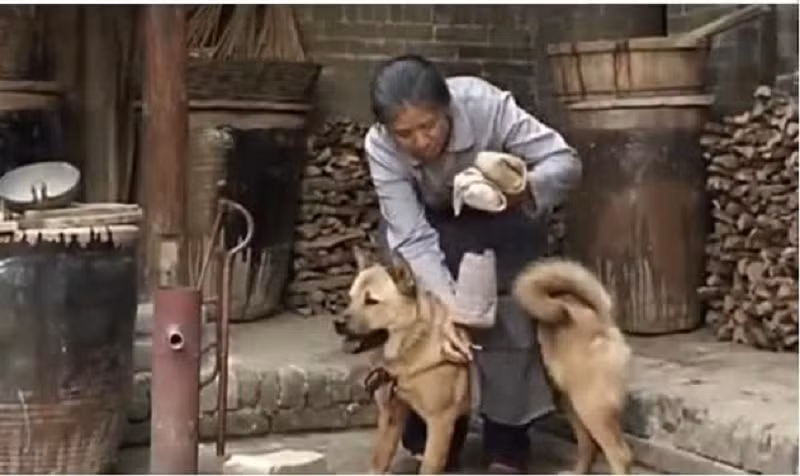 Điển hình như câu chuyện về chú chó điền viên mỗi ngày làm nhiệm vụ giao cơm cho chủ dưới đây sẽ khiến nhiều người thêm yêu quý những người bạn 4 chân này.