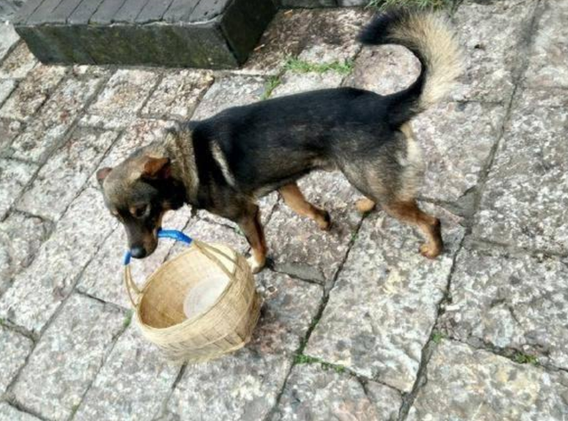 Nhiều người đã "thả tim" rần rần vì chú chó điền viên thông minh, cũng như khen ngợi sự ngoan ngoãn và trung thành của chú. Một số ý kiến còn khen rằng cách huấn luyện, nuôi dạy của ông bà chủ là rất tốt.