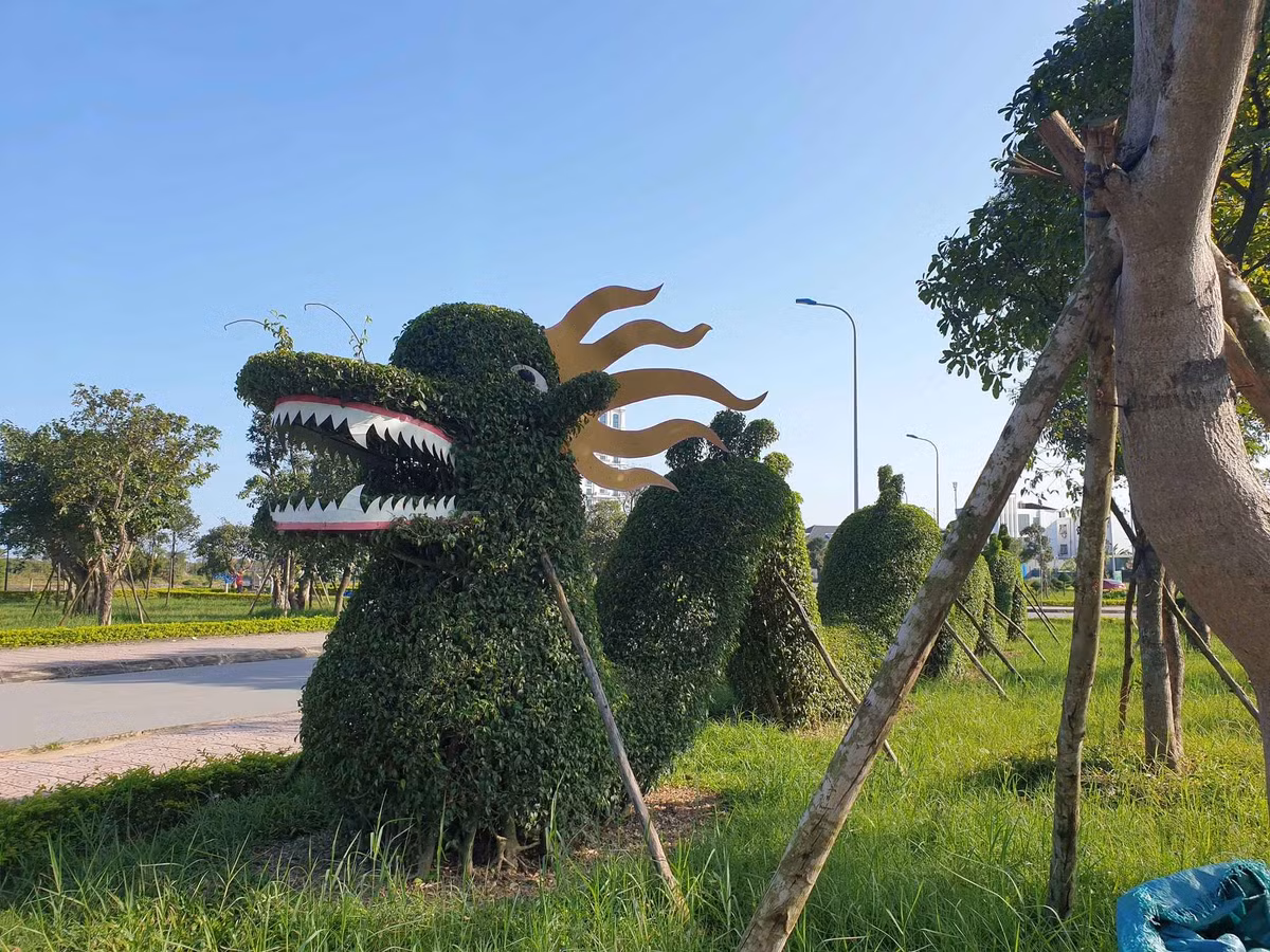Bà Thu cho biết, những cây dương để tạo hình rồng tại tuyến đường Võ Nguyên Giáp được trồng từ năm 2015. Đơn vị lựa chọn cây dương bởi đây là loại cây phù hợp với thổ nhưỡng và khí hậu ở bán đảo Bảo Ninh.