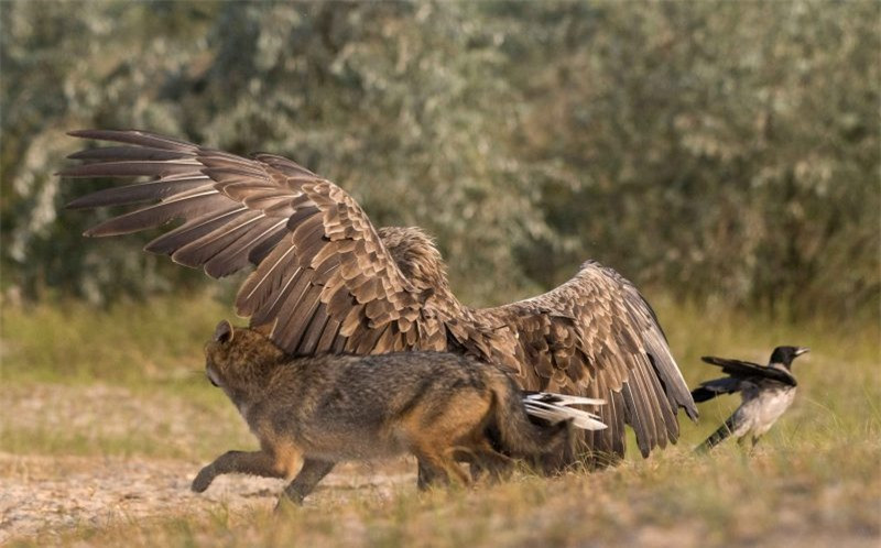 Biểu cảm của chó rừng rất bất ngờ bị đại bàng "tập kích", còn chú chim nhỏ thì nhanh chóng rời khỏi hiện trường.