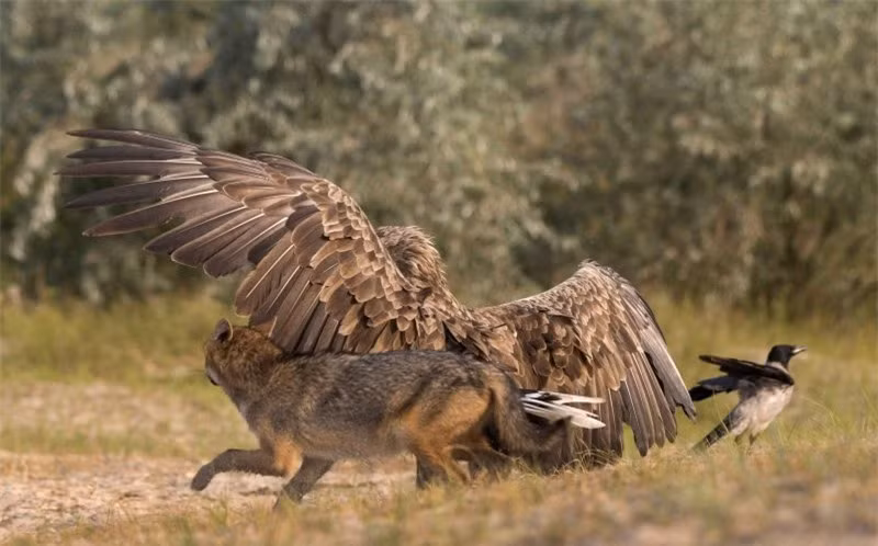 Biểu cảm của chó rừng rất bất ngờ bị đại bàng "tập kích", còn chú chim nhỏ thì nhanh chóng rời khỏi hiện trường.