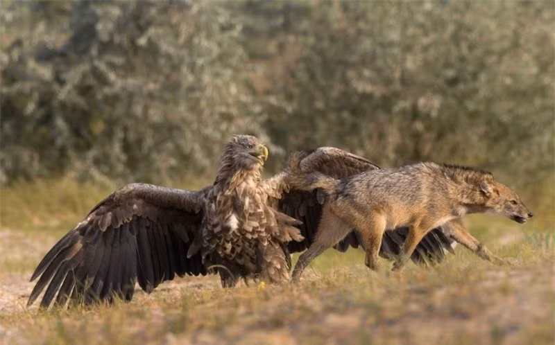 Hai con vật gầm gừ nhau.