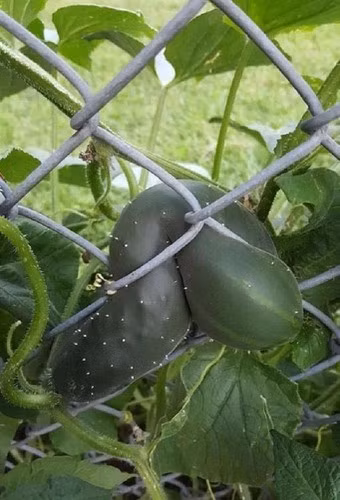 Một số loại củ quả khác cũng rất thích... chọn chỗ khó khăn mà phát triển.