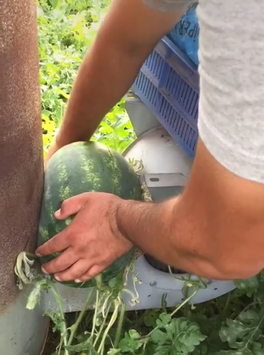 Cụ thể, dân mạng khuyên gia chủ rằng chắc chỉ có bổ ra ngay tại chỗ thì sẽ dễ dàng nhất. Hay là ta cùng ngồi lại với nhau, cắt mít đến đâu ăn luôn đến đó hóa ra lại ngon.