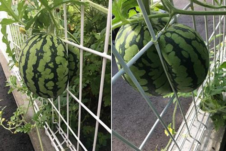 Trái dưa mọc oái oăm thế này, gia chủ làm sao để thu hoạch?