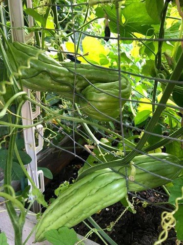 Điển hình như trái mướp đắng này, bao nhiêu chỗ không chịu mọc lại mọc xuyên qua hàng rào khiến gia chủ không thể hiểu được phải thu hoạch ra sao?