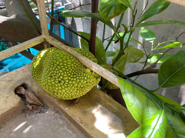 Cụ thể, trên mạng xã hội một tài khoản đã đăng hình ảnh cây mít lần đầu ra quả nhưng quả mít này không nằm trên thân cây mà vươn vào ban công nhà. Không chỉ có vậy, nó còn nằm kẹt giữa thanh sắt đến mức yên vị luôn chẳng thể nhúc nhích đi đâu được.