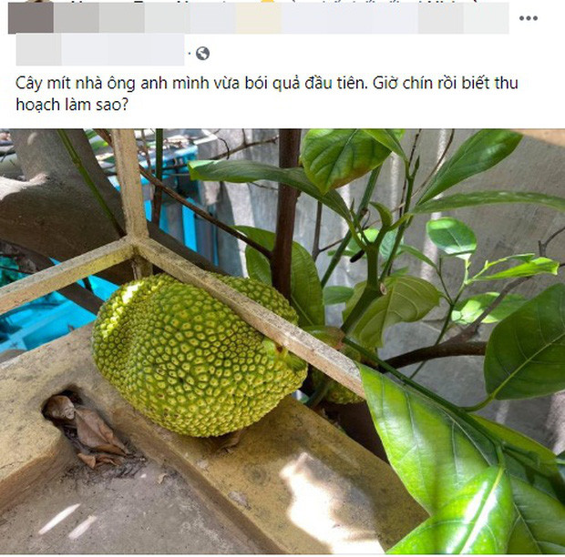 Khi trồng cây, con người chắc chắn khó mà tính được ngày chúng đơm hoa kết trái. Như trường hợp cây mít mới đây dù ra quả lần đầu nhưng đã khiến gia chủ phải đau đầu.