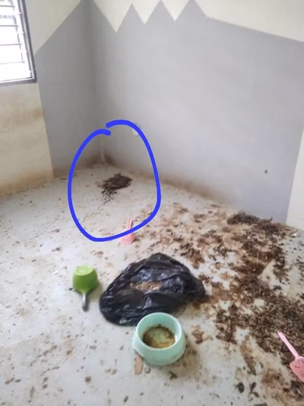 Theo đó, vị khách thuê này trước đó đã viện nhiều lý do để ngăn anh ta ghé qua kiểm tra tình trạng nhà. Cuối cùng, người đàn ông cũng đã tìm được cách đến thăm nhà và thông báo cho người thuê việc dừng hợp đồng vì anh có dự định bán nhà.