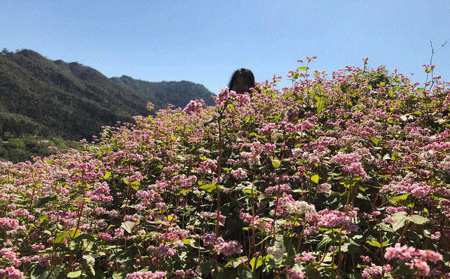 Những tưởng nhờ người yêu chụp ảnh, cô gái sẽ có những bức ảnh sống ảo tuyệt đẹp bên cánh đồng hoa tam giác mạch mộng mơ nhưng không ngờ kết quả nhận được chỉ là "cục tức".