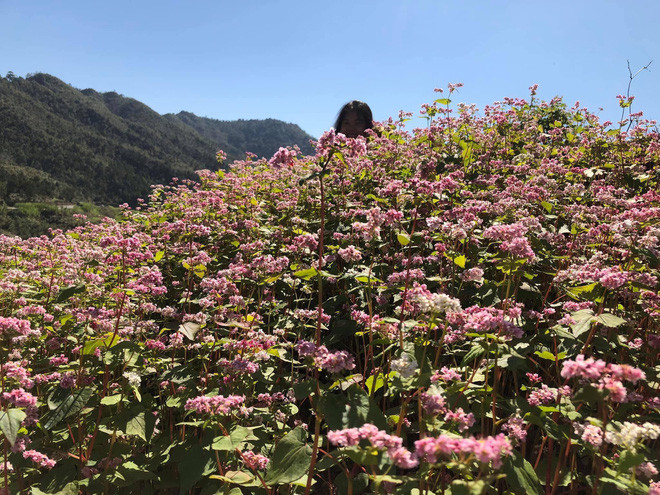 Cụ thể, cô gái trong ảnh chia sẻ: "Anh chỉ chụp cho mấy tấm rồi bảo “xong đi thôi”, nhanh nhanh kẻo muộn. Mình cũng hơi bực nhưng thôi cũng ra xe đi tiếp. Tối về hí hửng xem loạt ảnh “để đời” với vỏn vẹn bấy nhiêu tấm hoa tam giác mạch với mình lù lù một đống, theo các bạn có nên khẩu nghiệp không?".