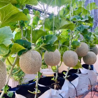 Cùng ngắm nhìn thêm những quả dưa lưới - thứ trái cây có sức hút không kém người anh em dưa hấu.