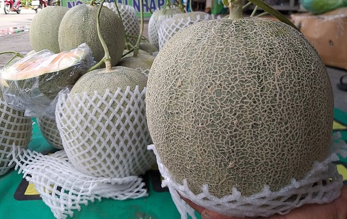 Những trái dưa lưới siêu to khiến người khác nhìn mà thèm.
