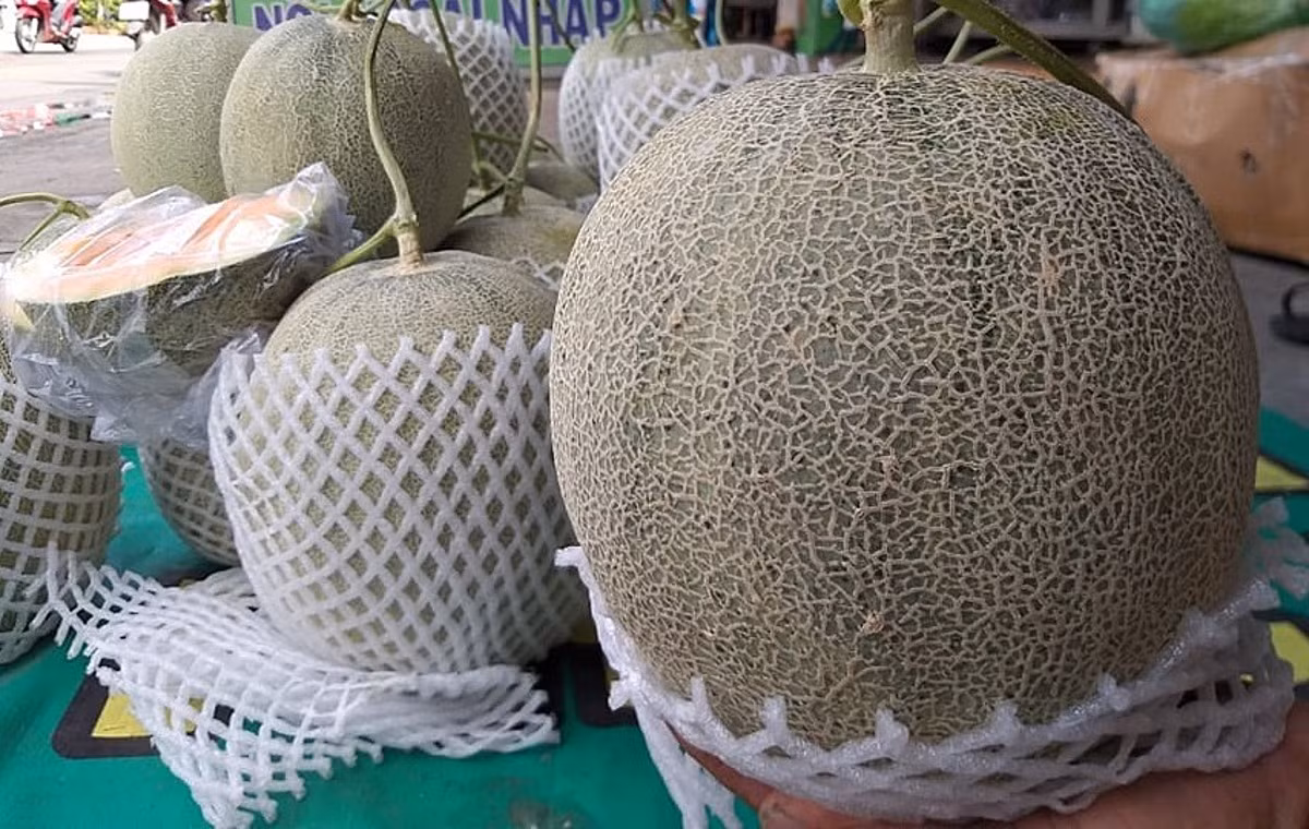 Những trái dưa lưới siêu to khiến người khác nhìn mà thèm.