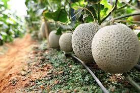 Còn với trường hợp của cô gái trên, nhiều người cũng chúc mừng cô bởi vô tình vứt hạt linh tinh mà bỗng có thành quả để thu hoạch dù chẳng chăm sóc ngày nào.