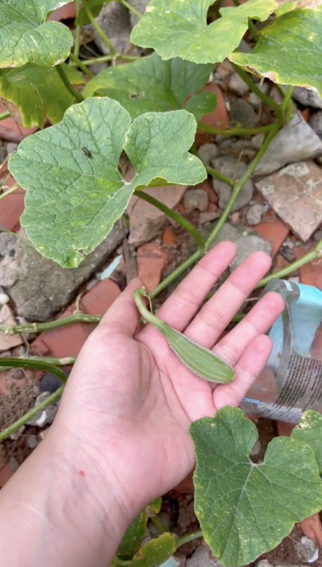 Trong video, có thể thấy cô gái này quay cảnh một miếng dưa lưới đầy hạt ở những giây đầu video.