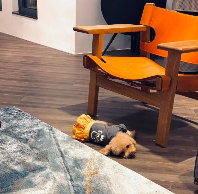 Ngọc Trinh không hay chia sẻ về gia đình trên mạng xã hội. Nhưng qua ảnh chụp một số bình hoa trong nhà đã phần nào hé lộ không gian sống của cô nàng.