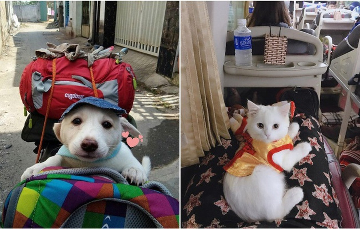Nhiều hãng xe khách không đồng ý việc đưa thú cưng lên xe, yêu cầu để dưới cốp hành lý nhưng ai nỡ lòng làm vậy nên nhiều người buộc phải tìm giải pháp khác.