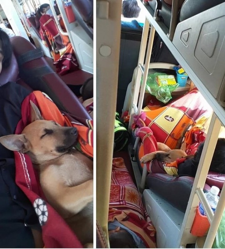 Nếu quê gần, nhiều người chọn cách nhét boss vào thùng, hộp xốp rồi cố định bằng dây trên xe máy để chở về. Trông mặt boss về quê ăn Tết mà đến tội thế kia.