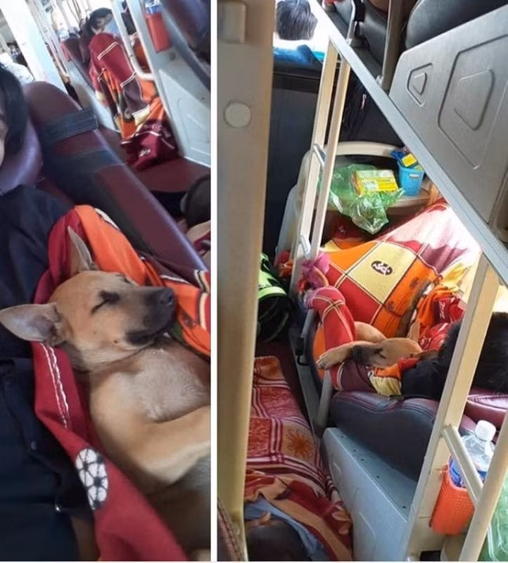 Nếu quê gần, nhiều người chọn cách nhét boss vào thùng, hộp xốp rồi cố định bằng dây trên xe máy để chở về. Trông mặt boss về quê ăn Tết mà đến tội thế kia.