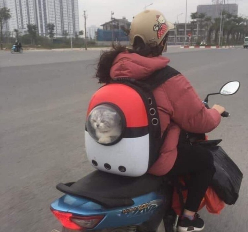 Đúng là mỗi cây mỗi hoa, mỗi nhà mỗi cảnh, trong khi nhiều boss được đi xế hộp về quê thì có kẻ ngồi thu lu trong balo vận chuyện, nhìn ra bên ngoài với ánh mắt không thể hận đời hơn.