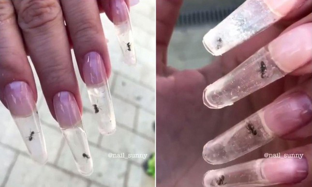 Hay thậm chí tiệm nail có tên Sunny còn trang trí bằng... kiến sống.