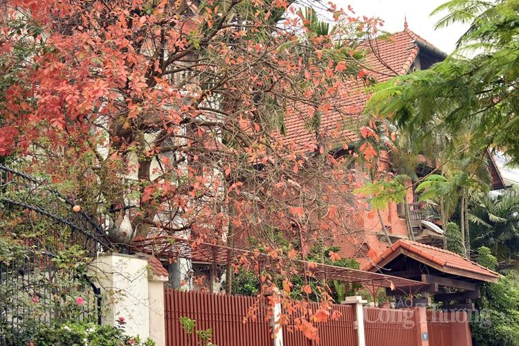 Cứ ngỡ là thu đến...