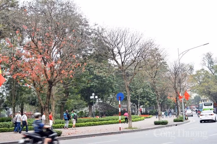 Trên các cung đường, góc phố Hà Nội, cây xanh đua nhau thay áo mới. Sắc xanh, sắc đỏ, sắc vàng trên những cây bàng, lộc vừng, bồ đề, xà cừ, bằng lăng… hòa quyện với nhau tạo nên bức tranh sống động. Người Hà Nội có quyền tự hào, chẳng cần đợi đến mùa thu, ngay xuân này cũng có thể chiêm ngưỡng một mùa lá vàng, đỏ rực khoảng trời.